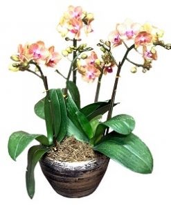 White Orchids Singapore Delivery