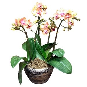 Orchids Singapore Delivery
