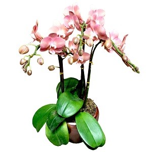 Order Phalaenopsis Orchid Flower Delivery in Singapore