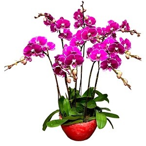 Purple Phalaenopsis Orchid Flower Singapore