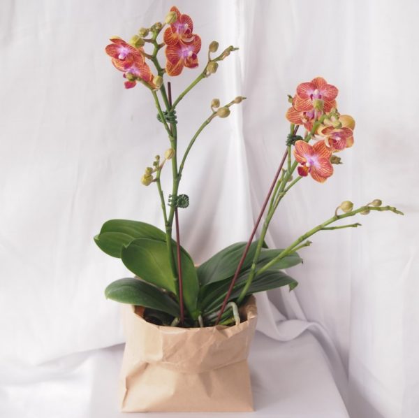ORANGE MINI phalaenopsis orchids for sale