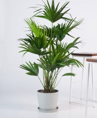 rhapis finger palm plant