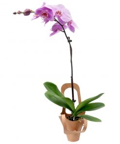 pink phalaenopsis orchid plant