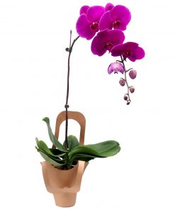purple phalaenopsis orchid delivery