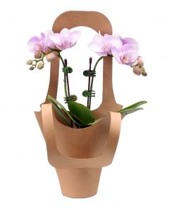 light pink mini orchid plant